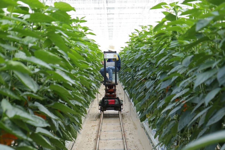 IoT in Agriculture: 5 Technology Use Cases for Smart Farming (and 4